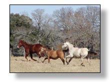 Foundation bred Quarter Horses - Breeding Services, Colts for Sale, Working Cattle Horses for Sale