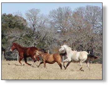 Foundation bred Quarter Horses - Breeding Services, Colts for Sale, Working Cattle Horses for Sale