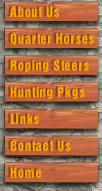 Foundation bred quarter horses offered for breeding services,  quarter horse colts for sale, working cattle horses for sale, corriente cattle for sale and Texas Hill Country hunting packages all available at Simmons Ranch in Burnet, Texas.